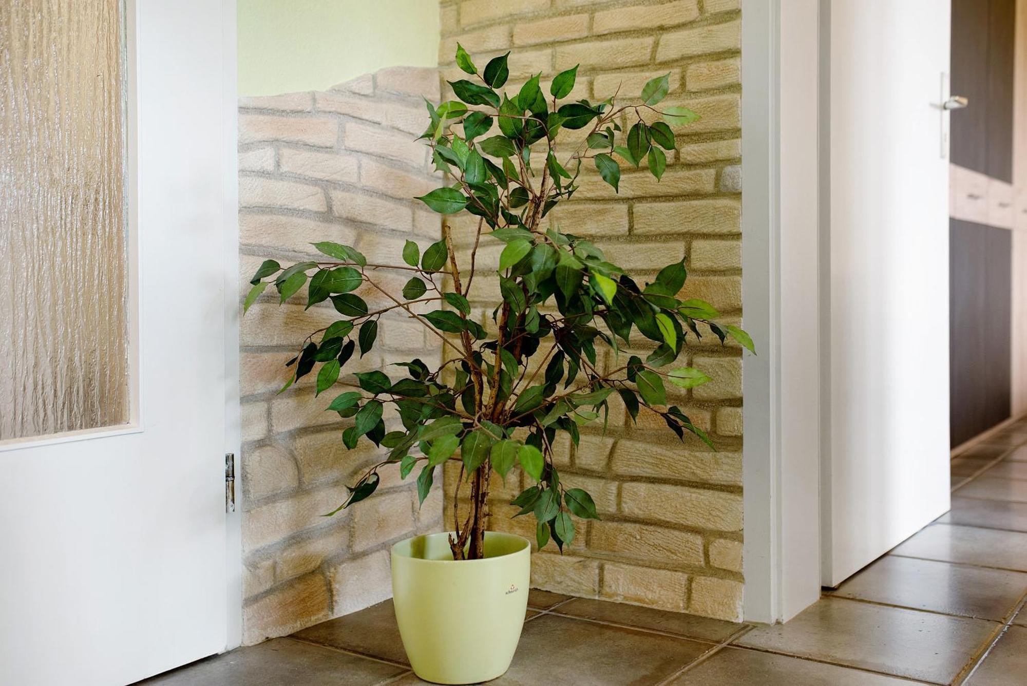 Ado Ferienwohnung Grafenhausen Buitenkant foto